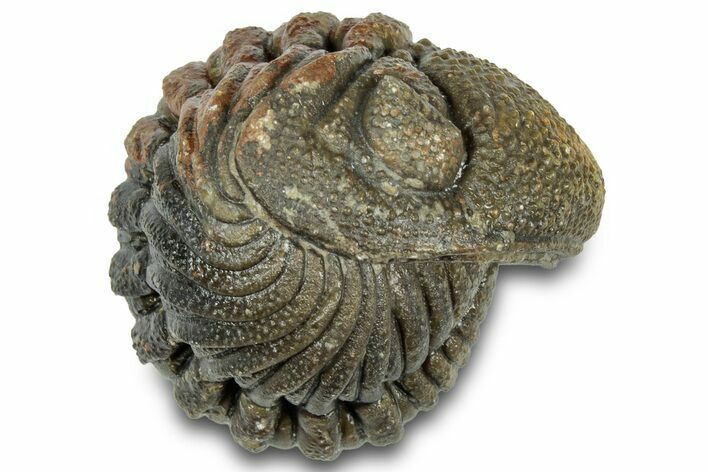 Wide, Enrolled Morocops Trilobite - Morocco #323199